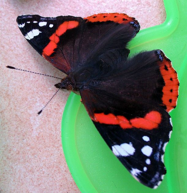 Butterfly-vulcan-papillon-vulcain-vanessa-atalanta