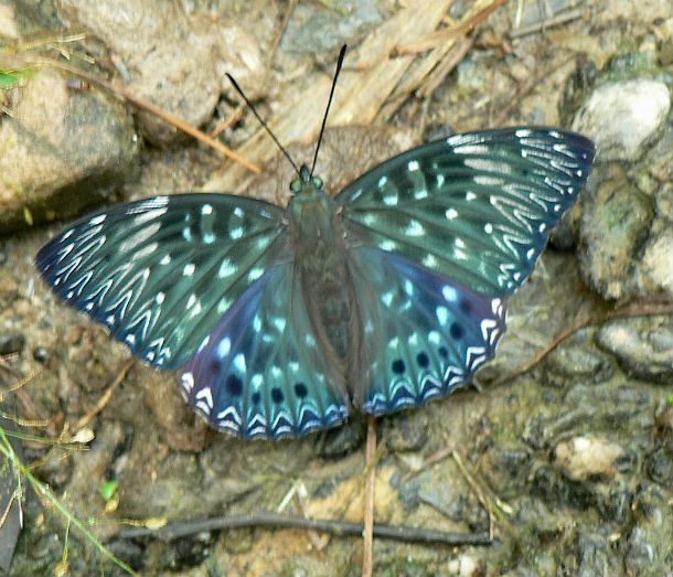 Constable_butterfly_Dichorragia_nesimachus
