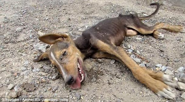 Dying puppy rescued by rescue team