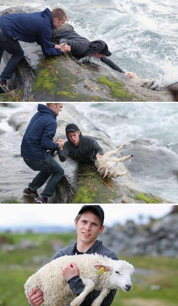 Norwegian boys saving sheep