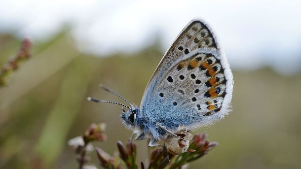 Silver_Studded_Blue_butterfly_(9126228121)