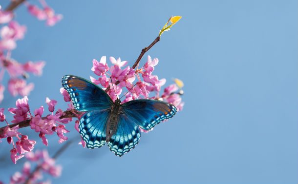 blue butterfly on cherry blossoms