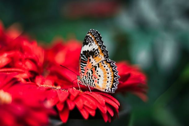 butterfly bright red flower
