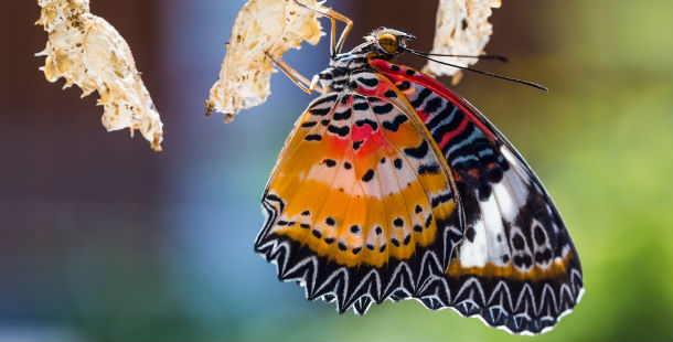 25 truly beautiful butterfly photos