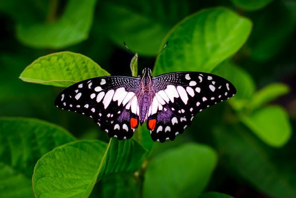 butterfly with purple