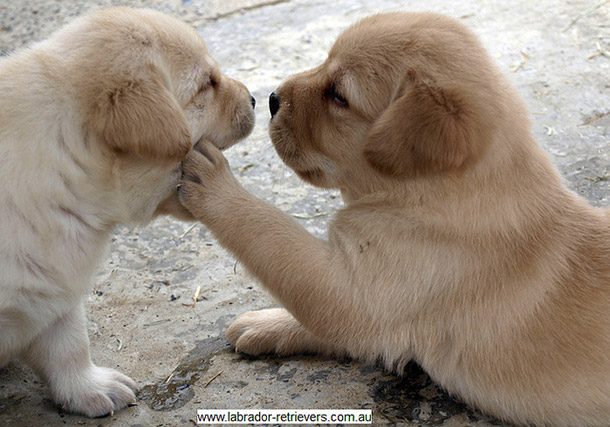 cute golden puppy