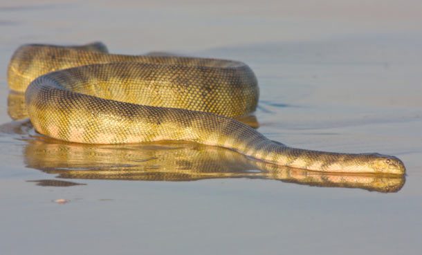 dubois sea snake