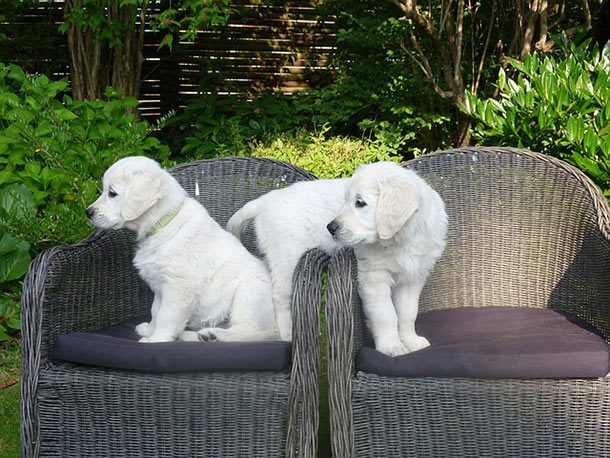 golden puppies sitting