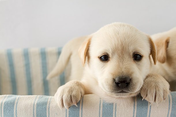 golden puppy over chair