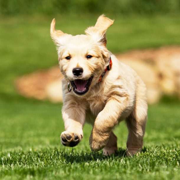 golden puppy run