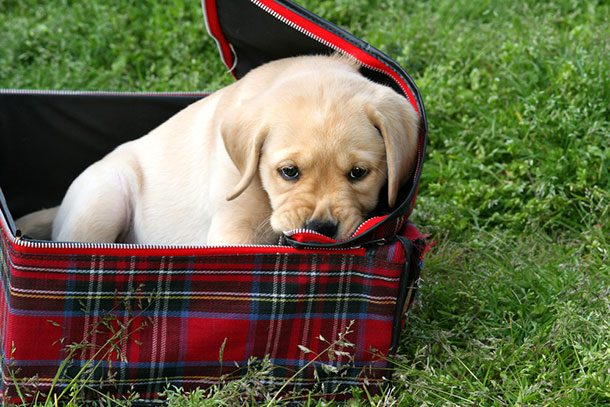 golden puppy suitcase