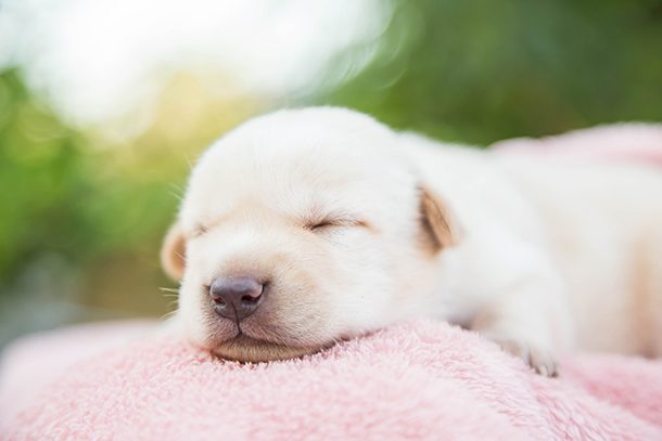 golden sleep puppy