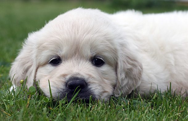 grass puppy