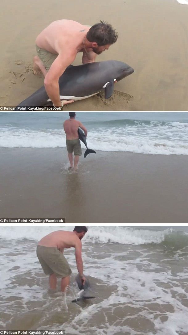 Naude Dreyer saves dolphin