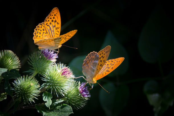 silver-bordered-fritillary-butterfly-nature-orange