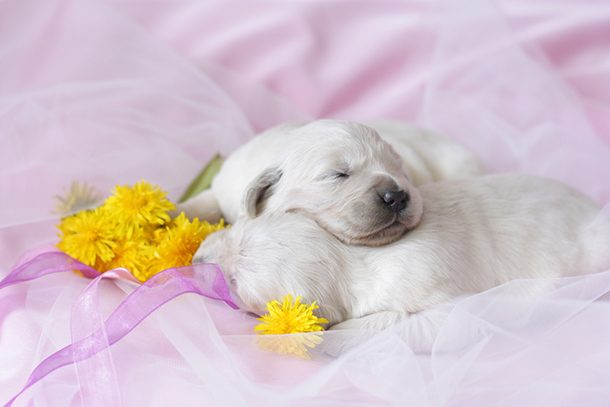sleeping golden puppy