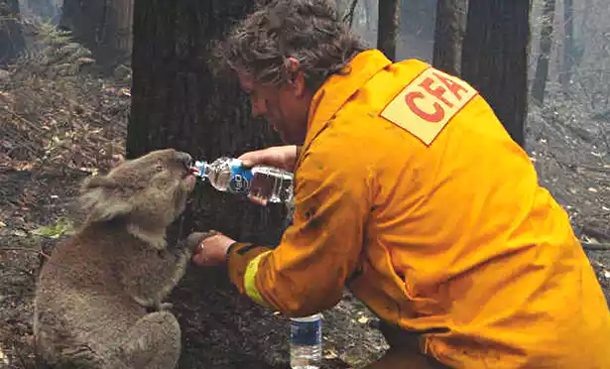 David Tree gives water to koala