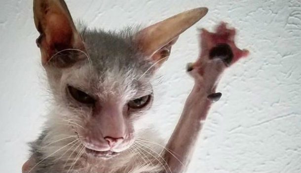 high five ugly cat