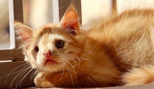 romeo ginger ugly cat