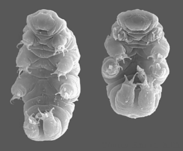 tardigrade feed