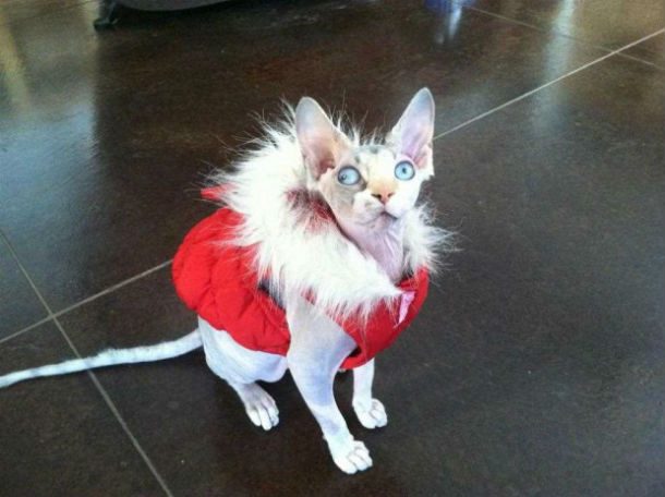 ugly cat red vest