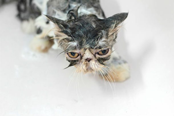 ugly cat wet
