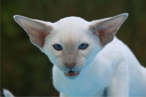 ugly cat white blue eyes