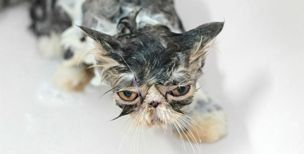 A wet cat with a very sad face