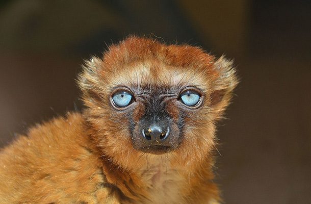Blue-eyed_black_lemur