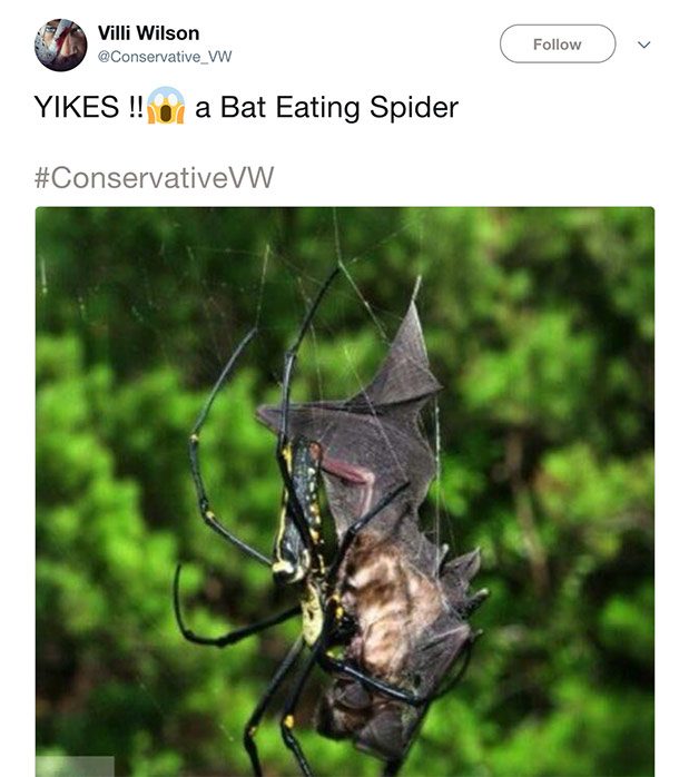 bat eating spider