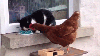 cat vs rooster