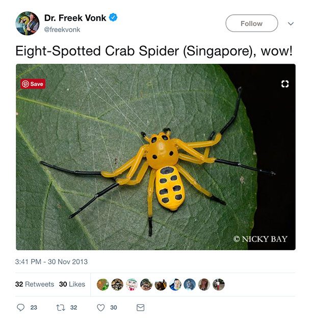 crab spider