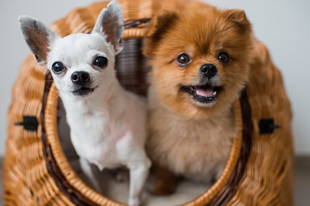 dogs in basket