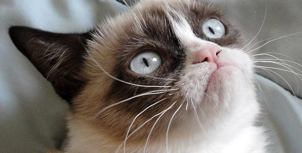 25 hilarious gifs of cats being jerks