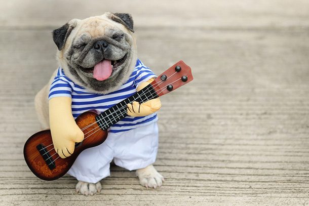guitar dog