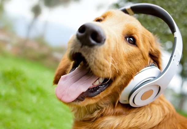headphones dog