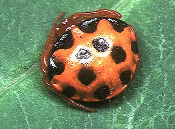 ladybird mimic