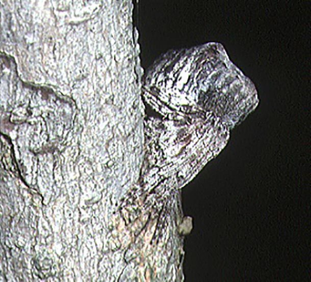 tree stump orb weaver