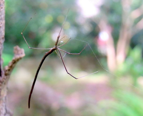 whip tail spider
