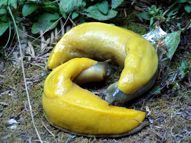 banana slugs