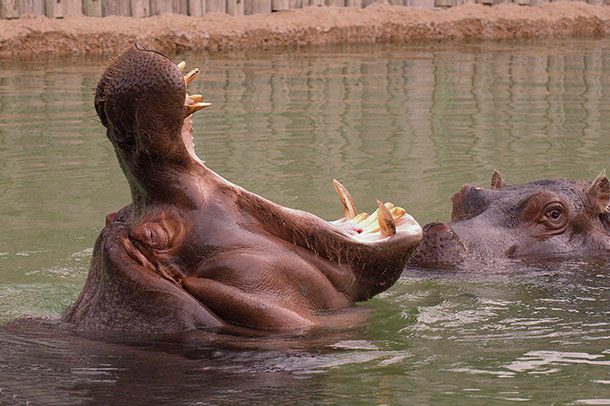 hippo mating