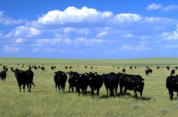 south dakota cows