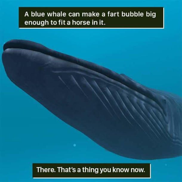 whale fart