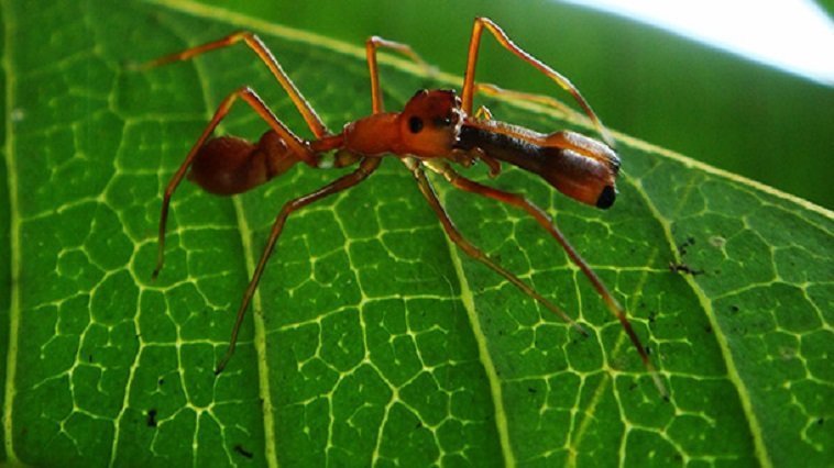 A red ant on a green leaf
