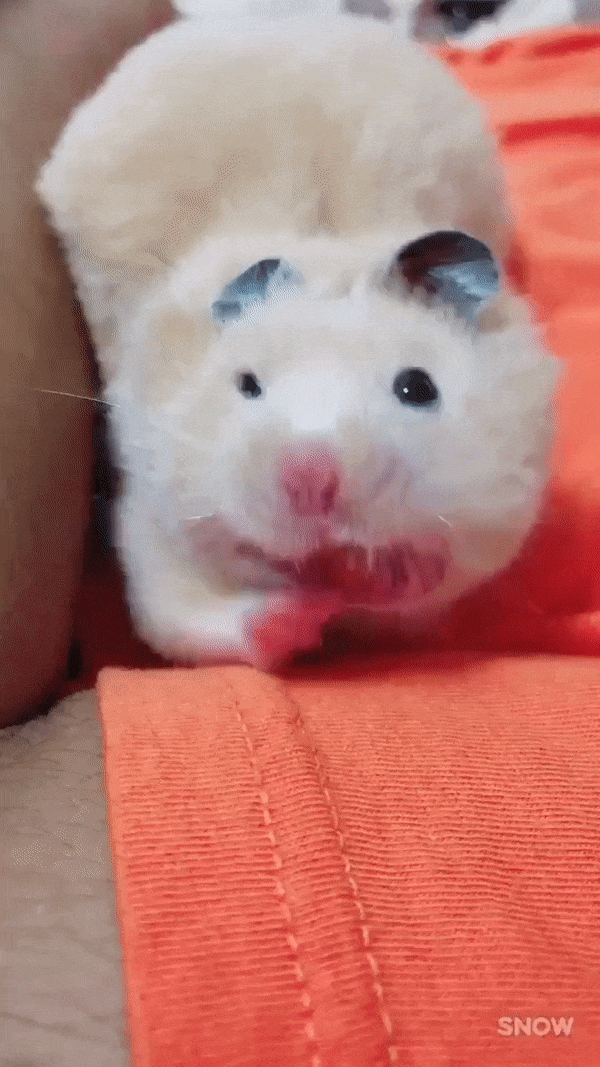 hamster yawn