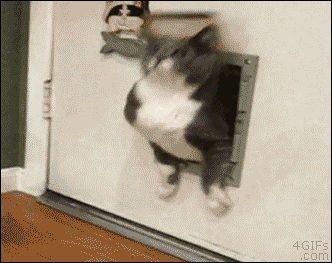 Fat cat can fit