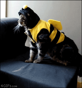 Cat in bee costume