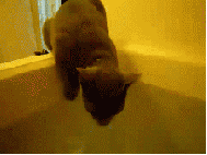 Cat falling in water