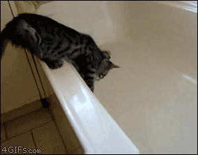Cat hates bathtub