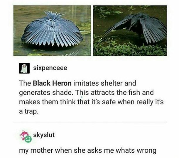 black heron